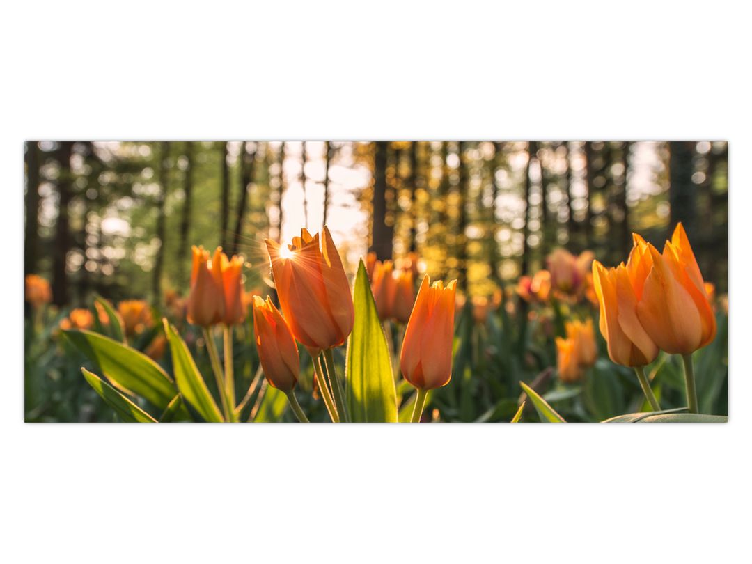 Obraz - oranžové tulipány (V020552V10040)