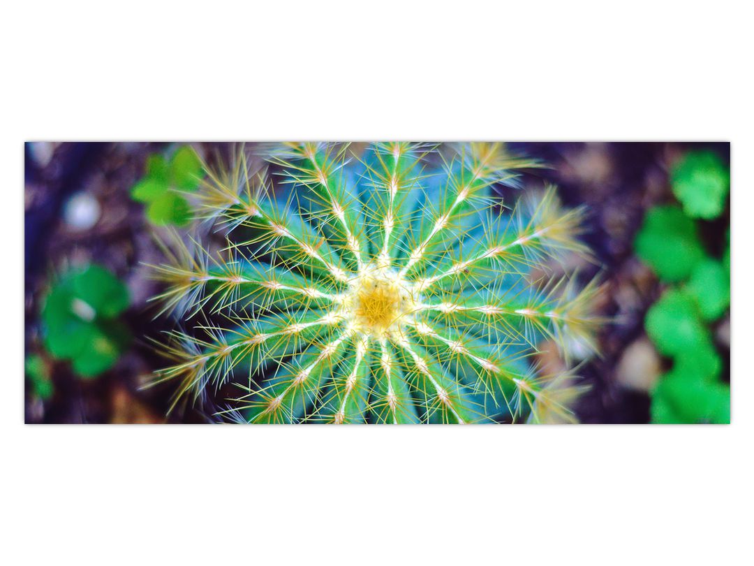 Obraz kaktusu (V020556V10040)