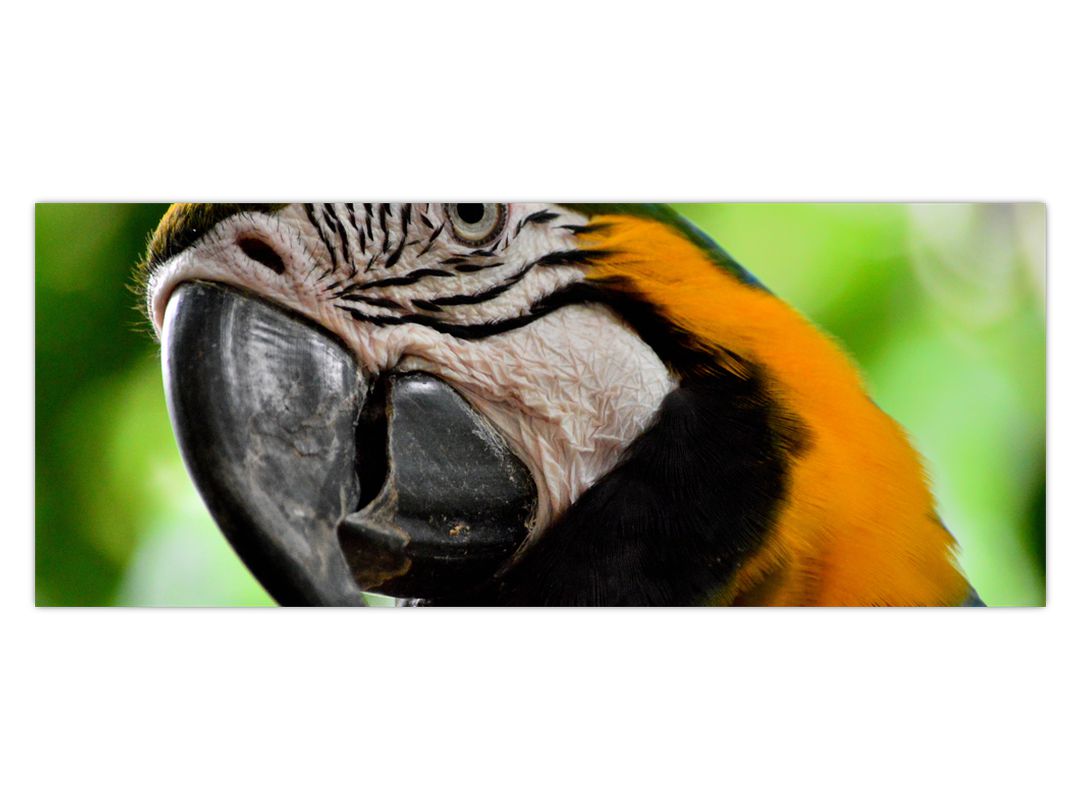 Obraz papouška (V020561V10040)