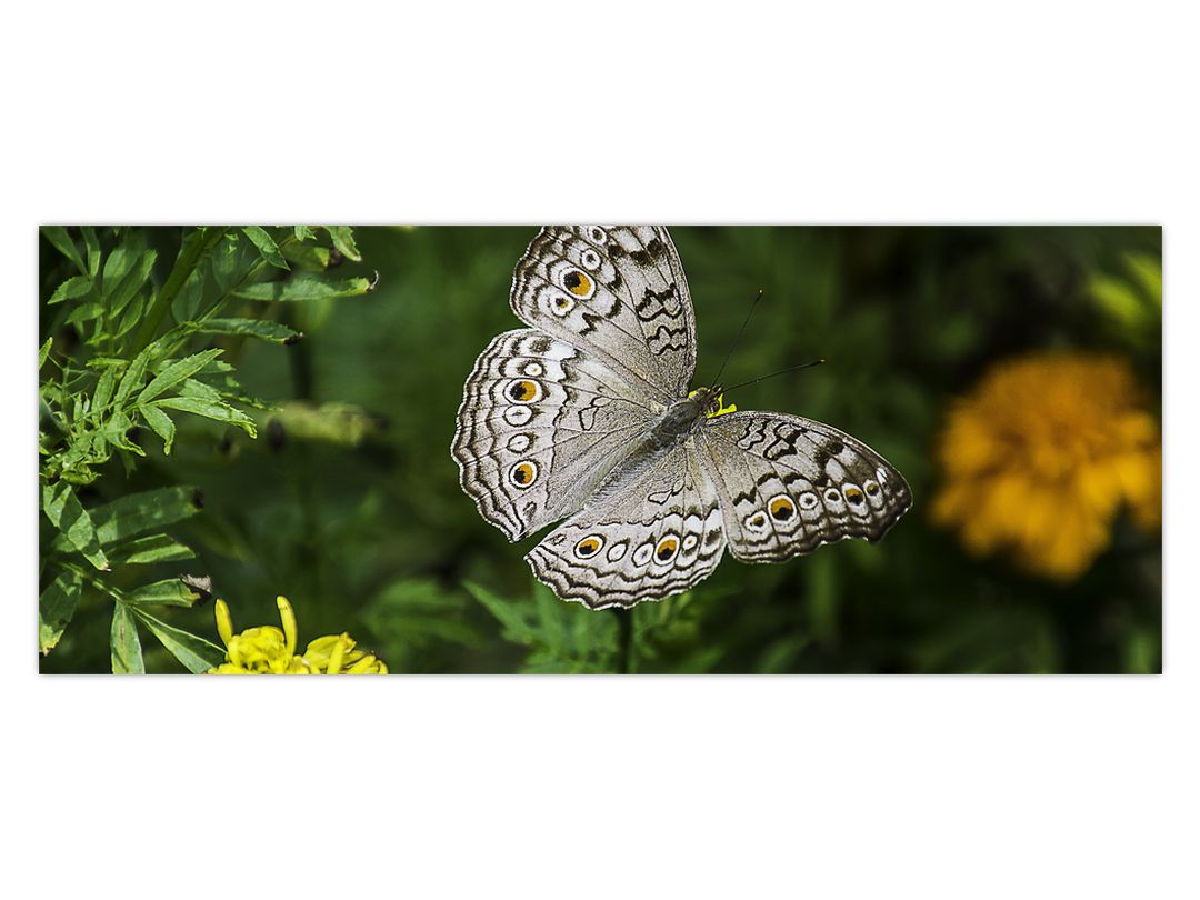 Obraz - bílý motýl (V020576V10040)