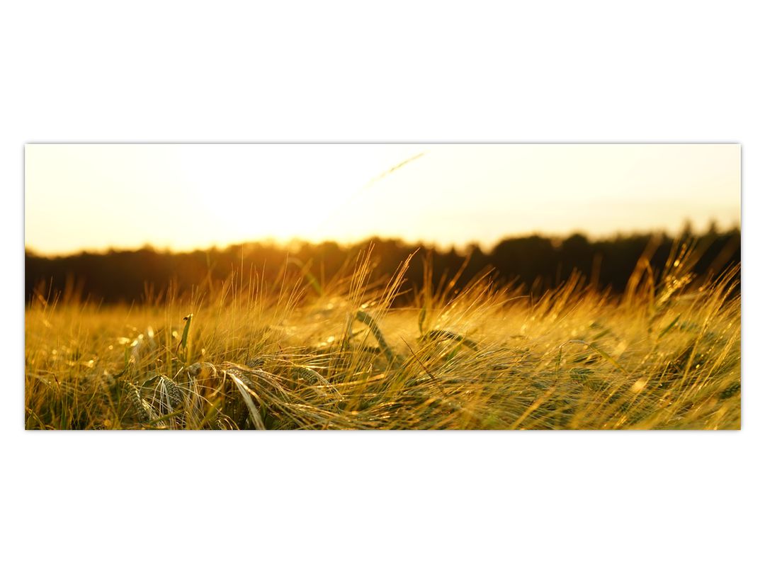 Obraz orosené trávy (V020584V10040)