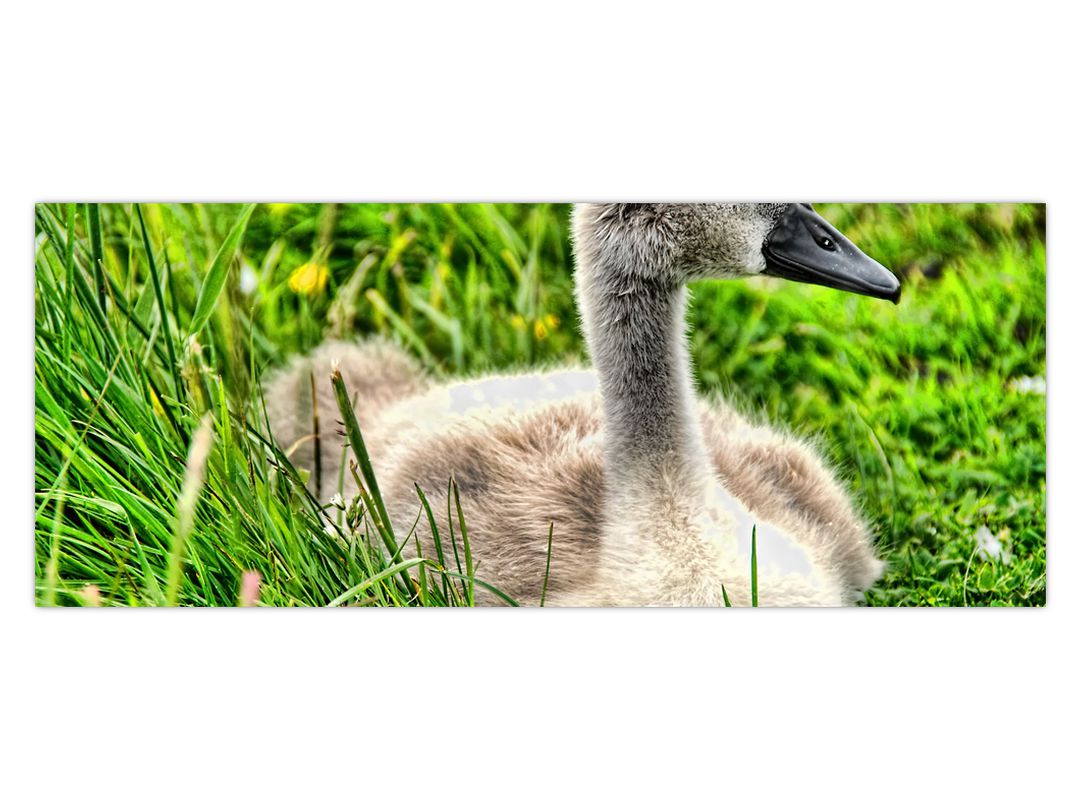 Obraz - malá labuť v trávě (V020585V10040)