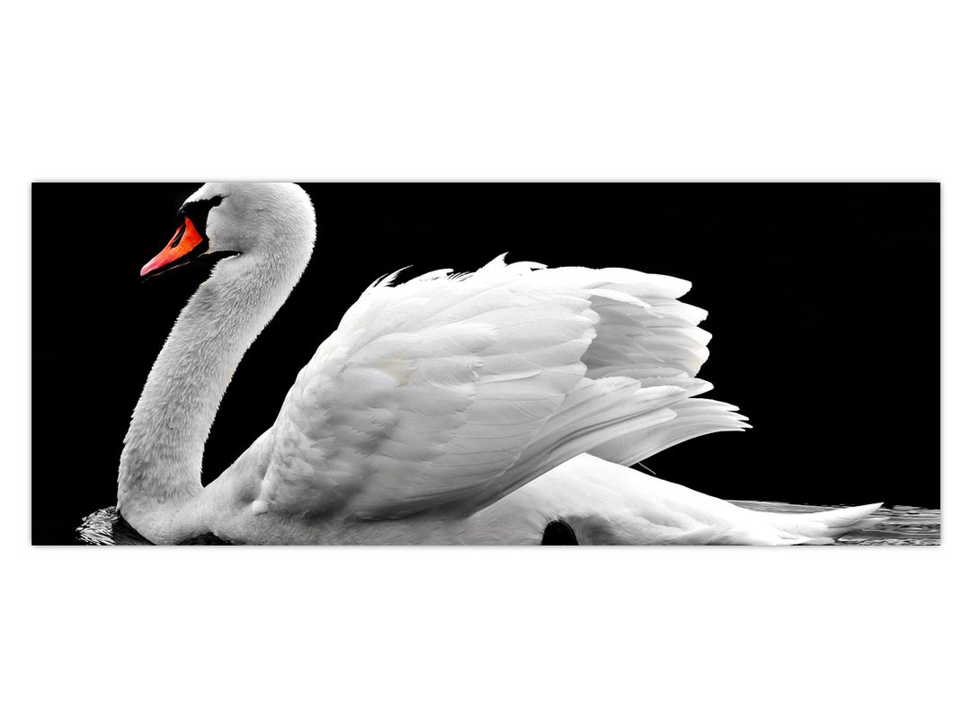 Obraz černobílé labutě (V020586V10040)