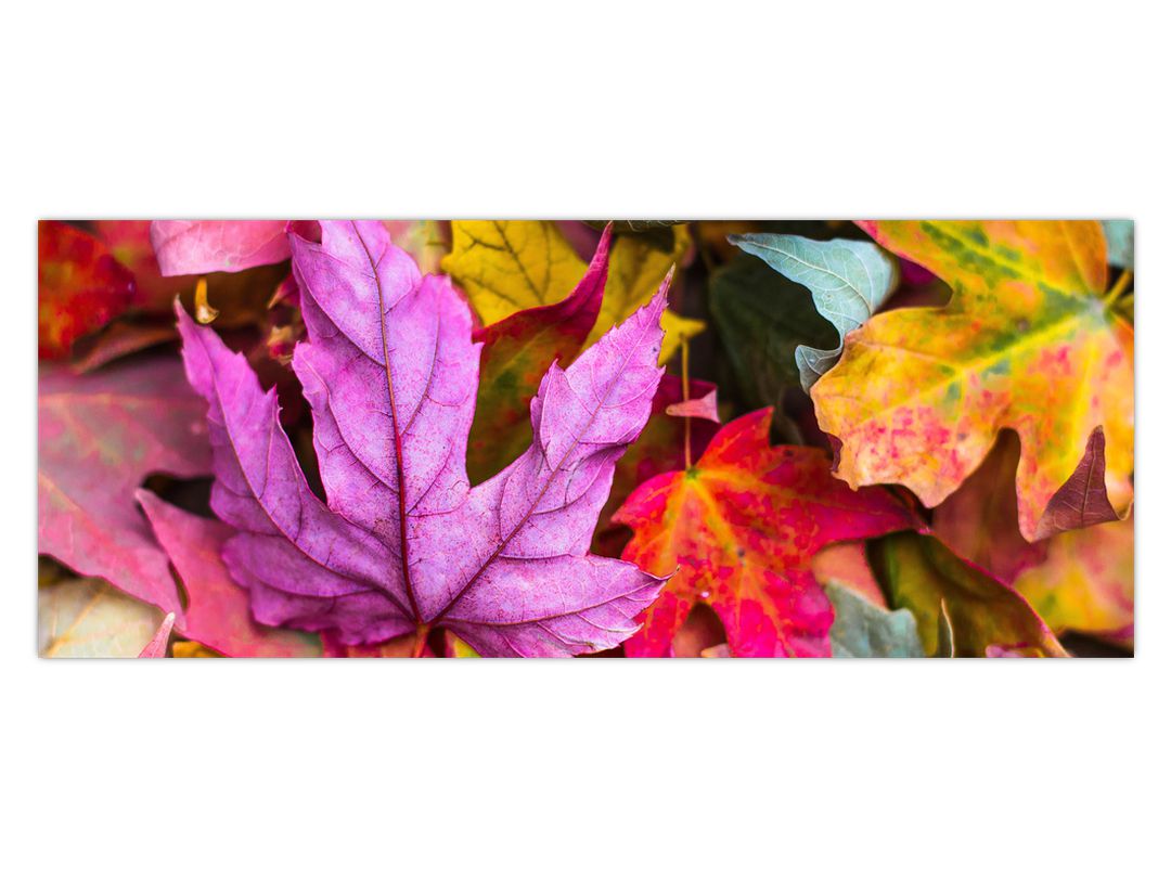 Obraz - podzimní listy (V020629V10040)