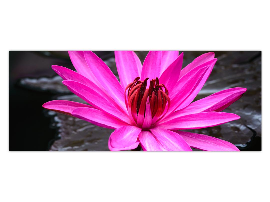 Obraz - růžový květ (V020636V10040)