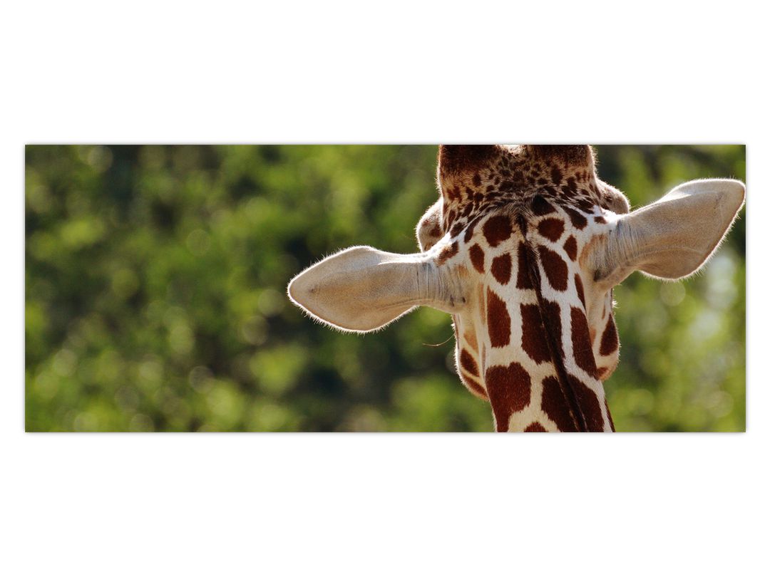Obraz žirafy zezadu (V020638V10040)