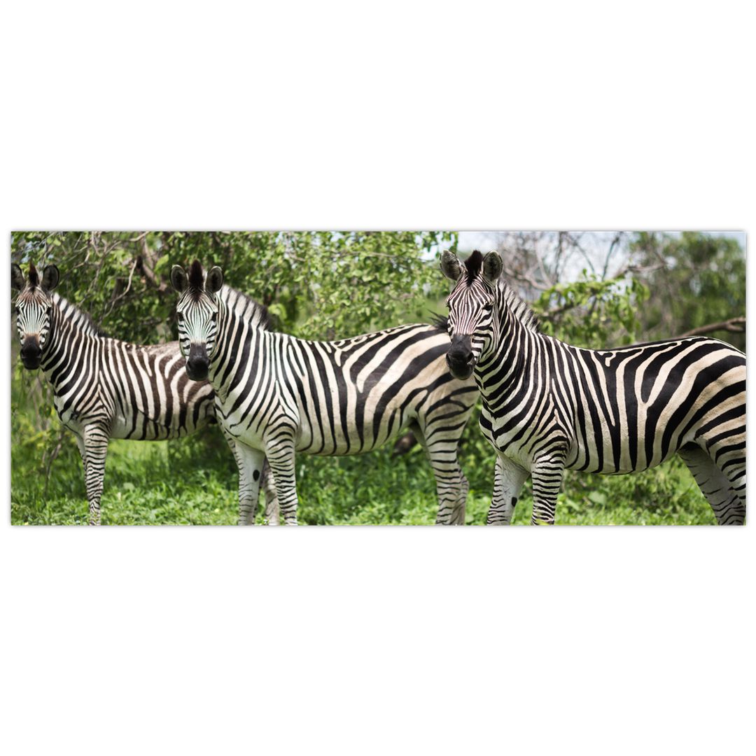 Obraz s zebrami (V020921V10040)