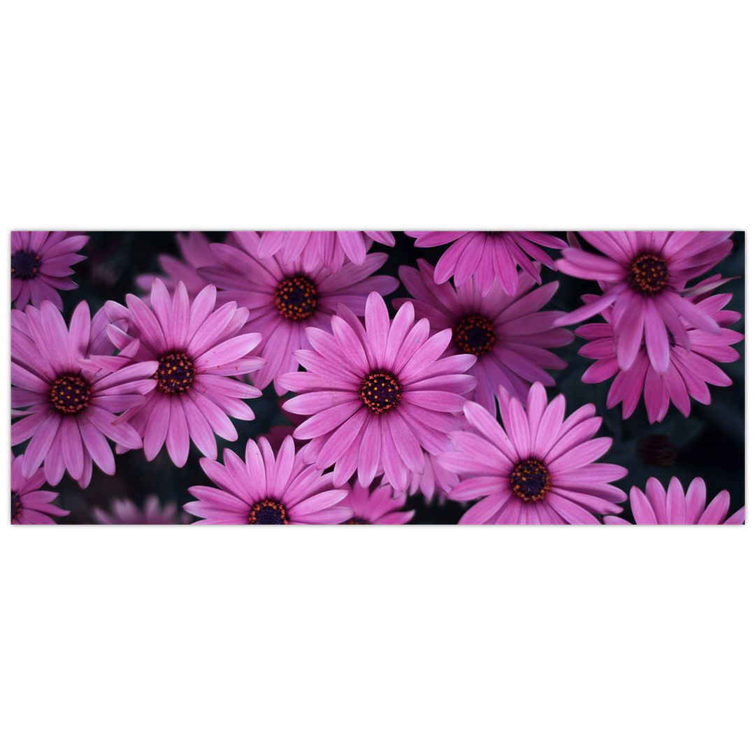 Obraz růžových květů (V020923V10040)