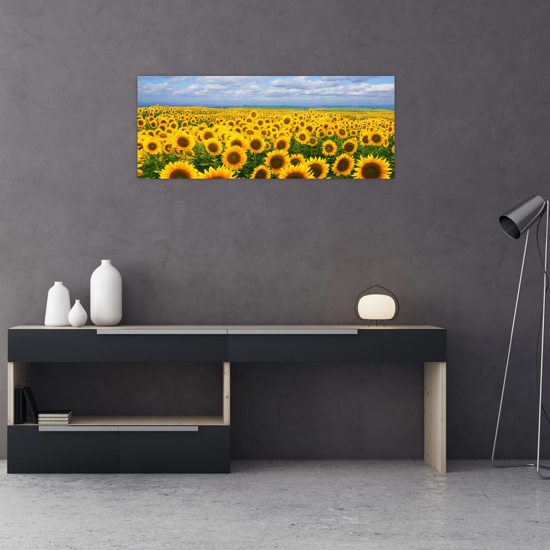 Obraz slunečnicového pole (V020946V10040)