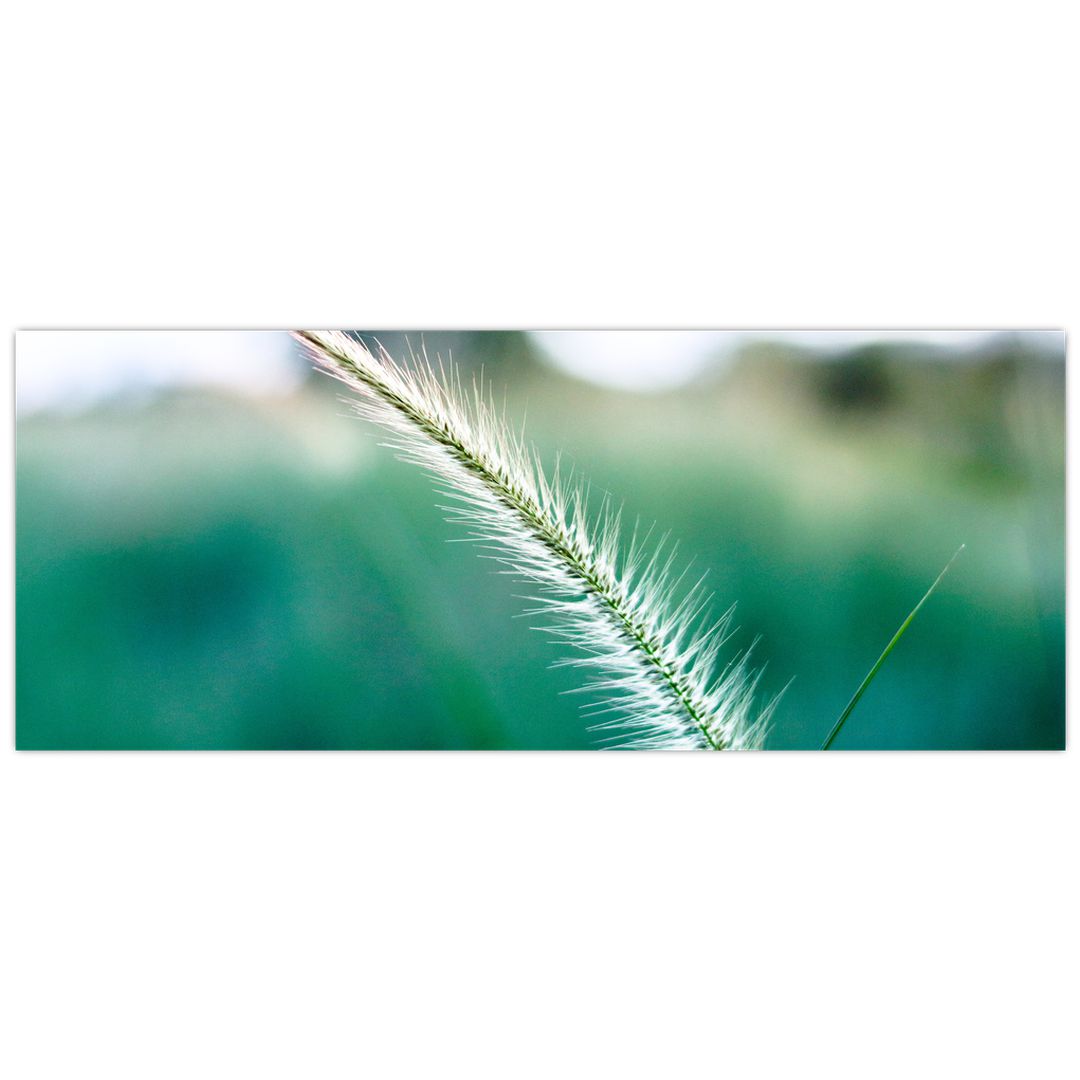 Obraz stébla trávy (V020962V10040)
