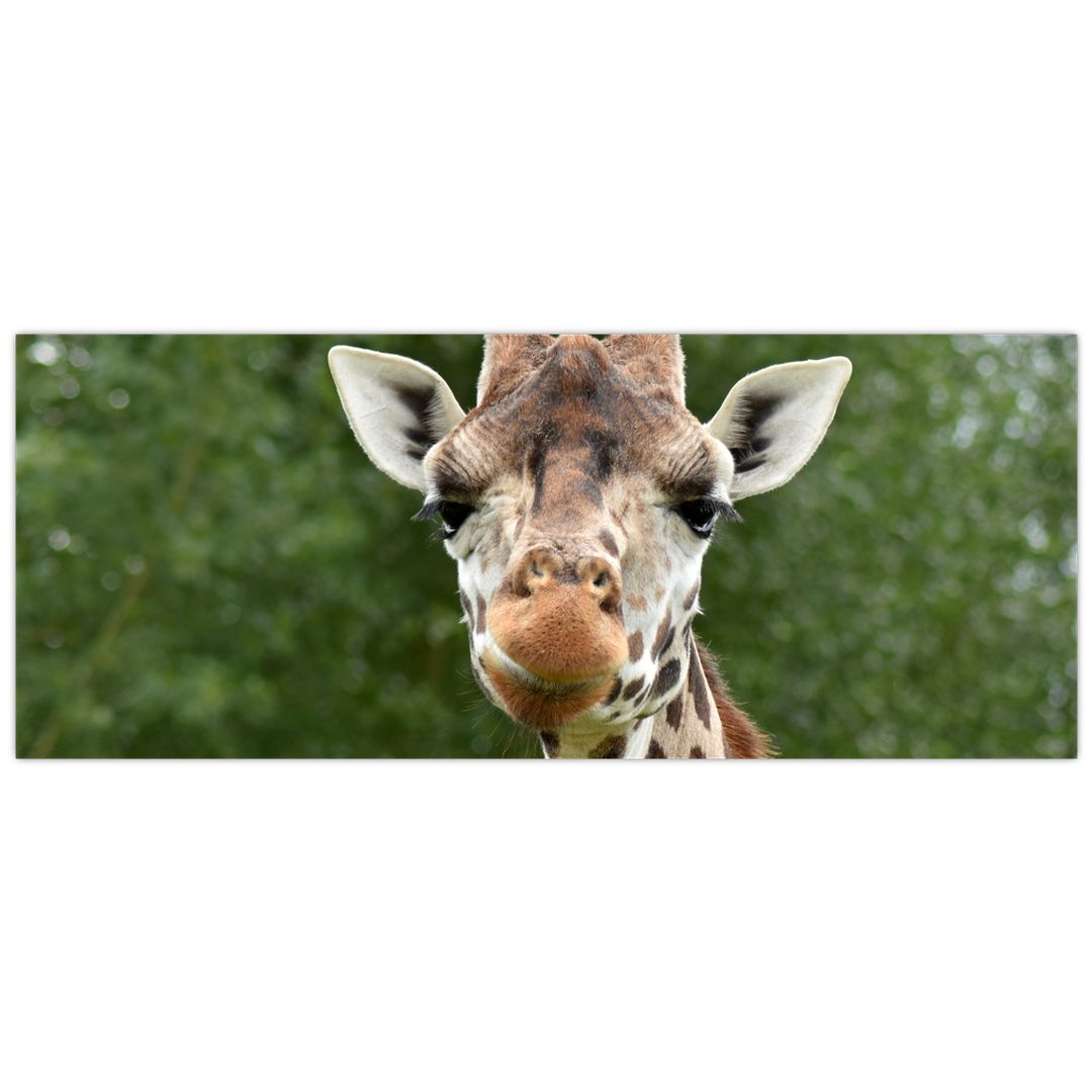 Obraz žirafy (V020969V10040)