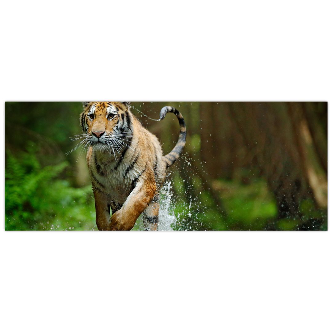 Obraz běžícího tygra (V020979V10040)