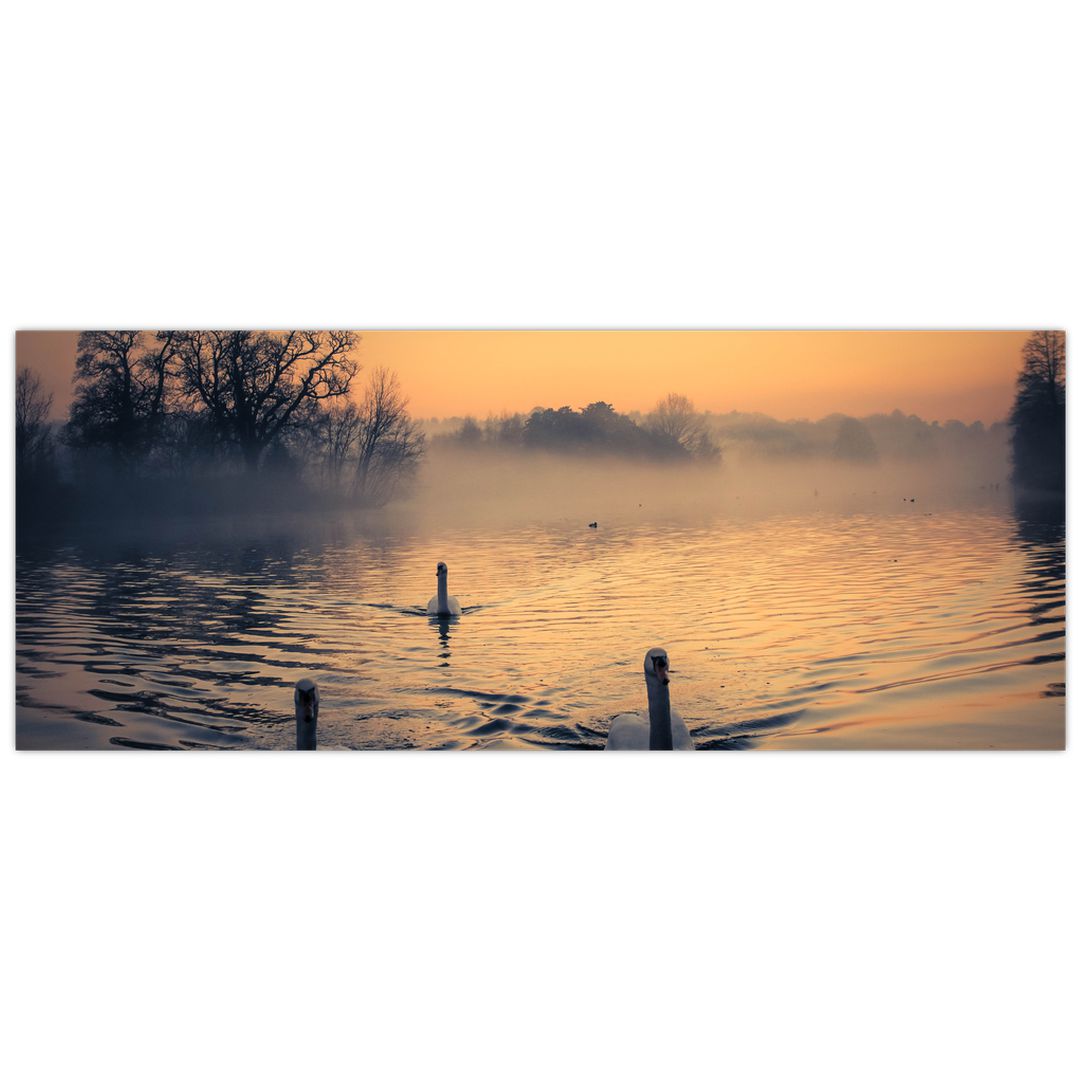Obraz labutí na vodě v mlze (V020989V10040)