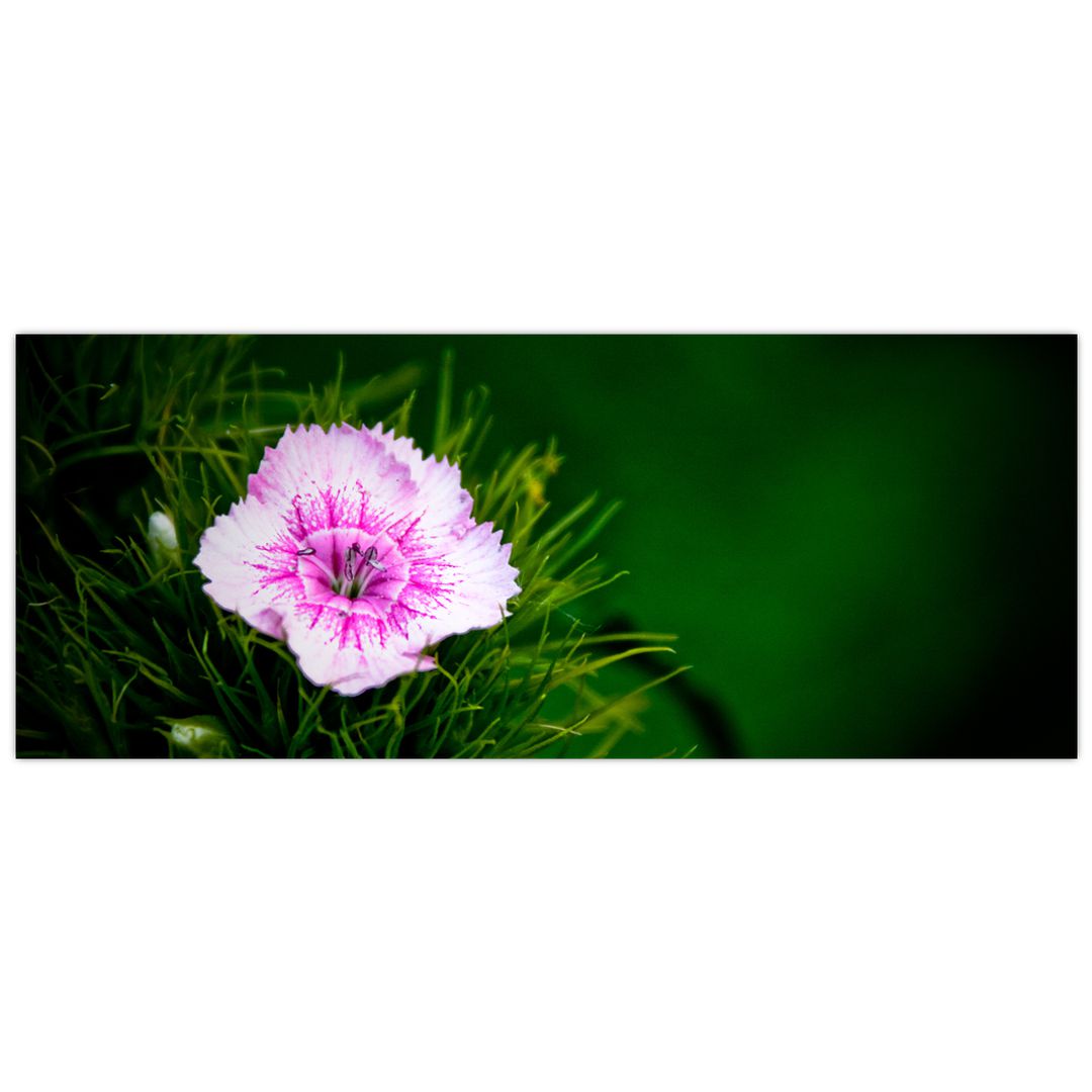 Obraz růžového květu (V020990V10040)