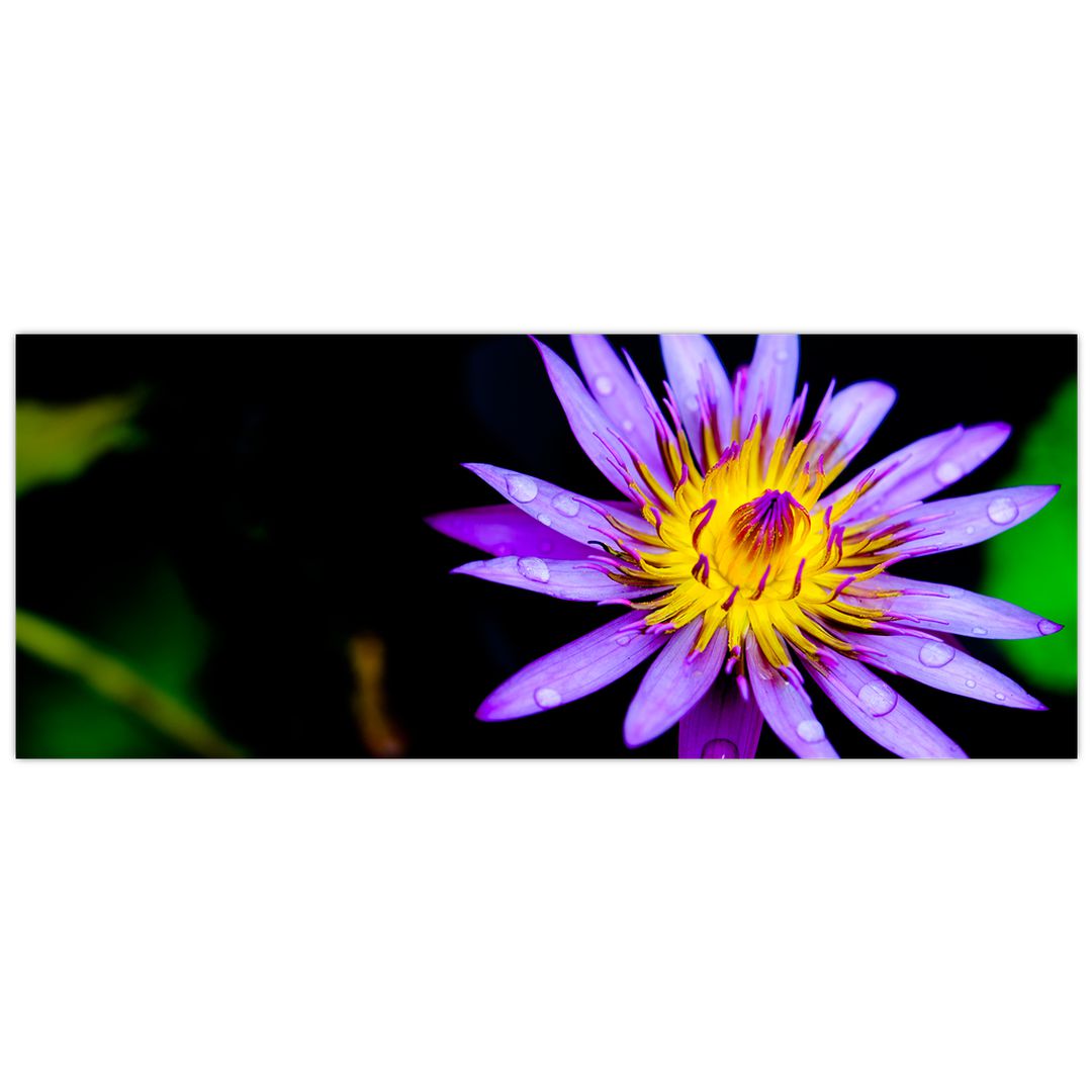 Obraz květiny (V021017V10040)