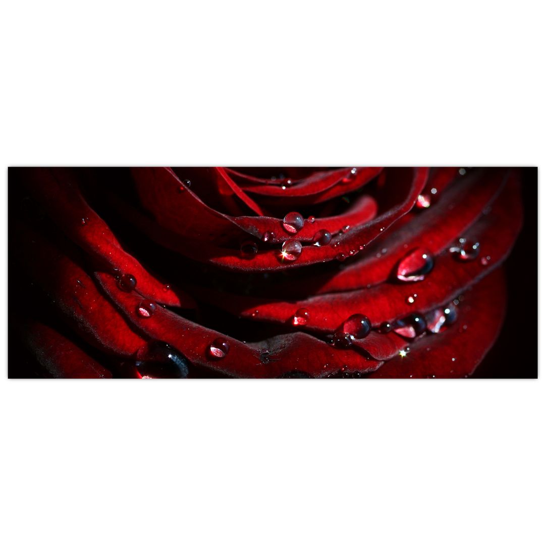Obraz - Detail růže (V022324V10040)