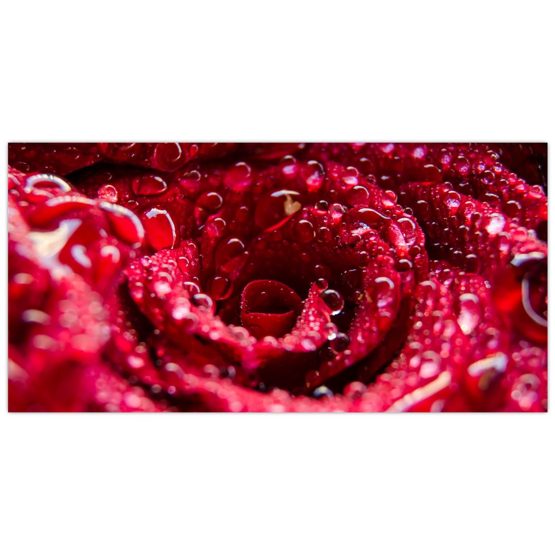 Skleněný obraz květu červené růže (V020009V10050GD)
