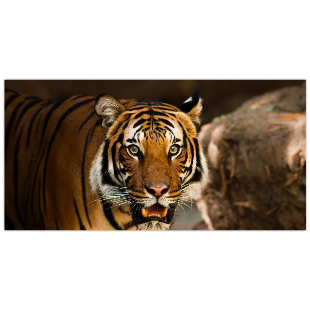 Skleněný obraz tygra (V020183V10050GD)