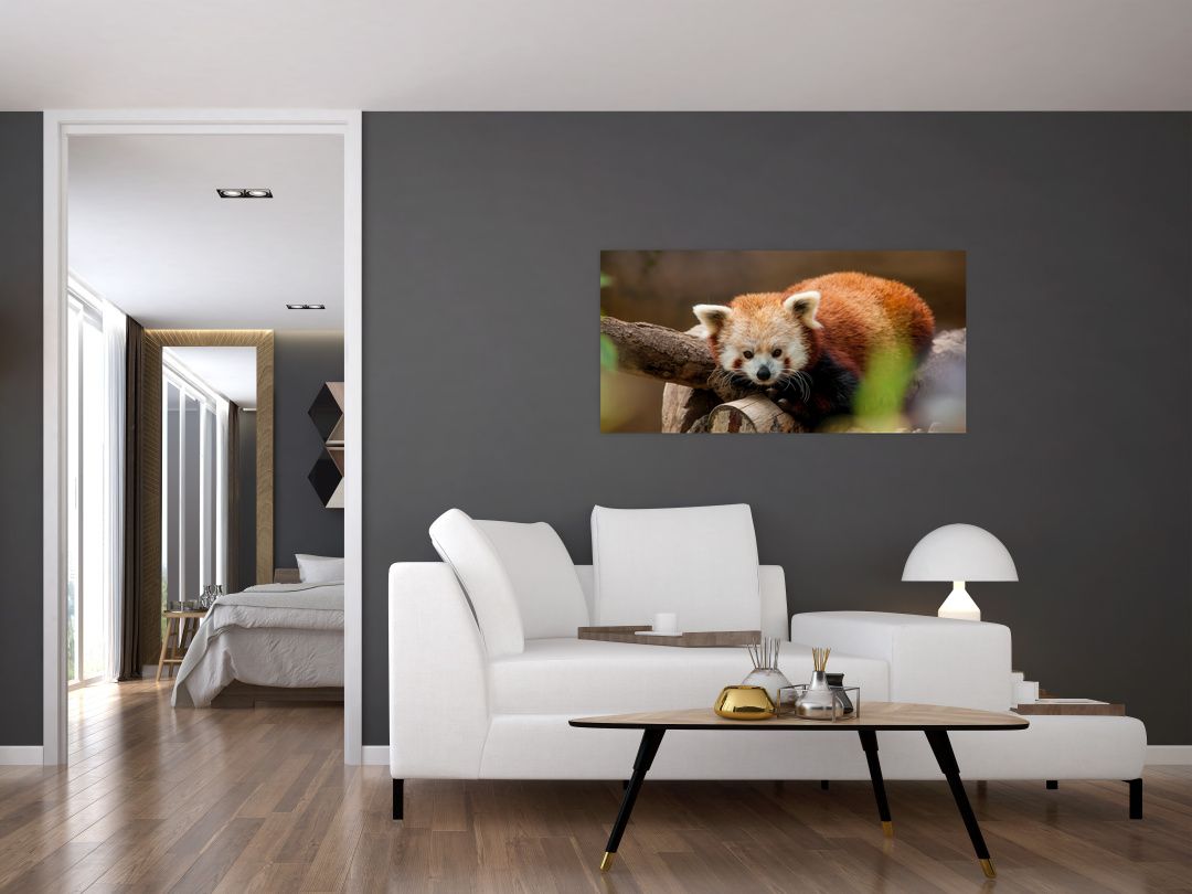 Skleněný obraz pandy červené (V020184V10050GD)