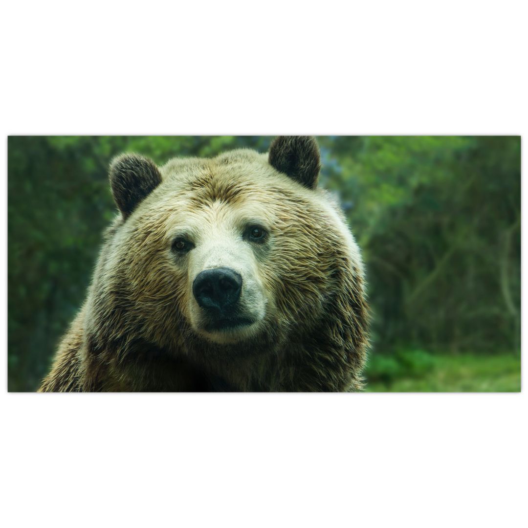 Skleněný obraz medvěda (V020185V10050GD)