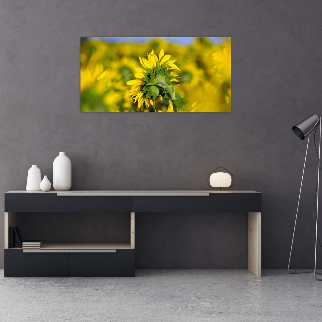 Skleněný obraz slunečnice (V020247V10050GD)