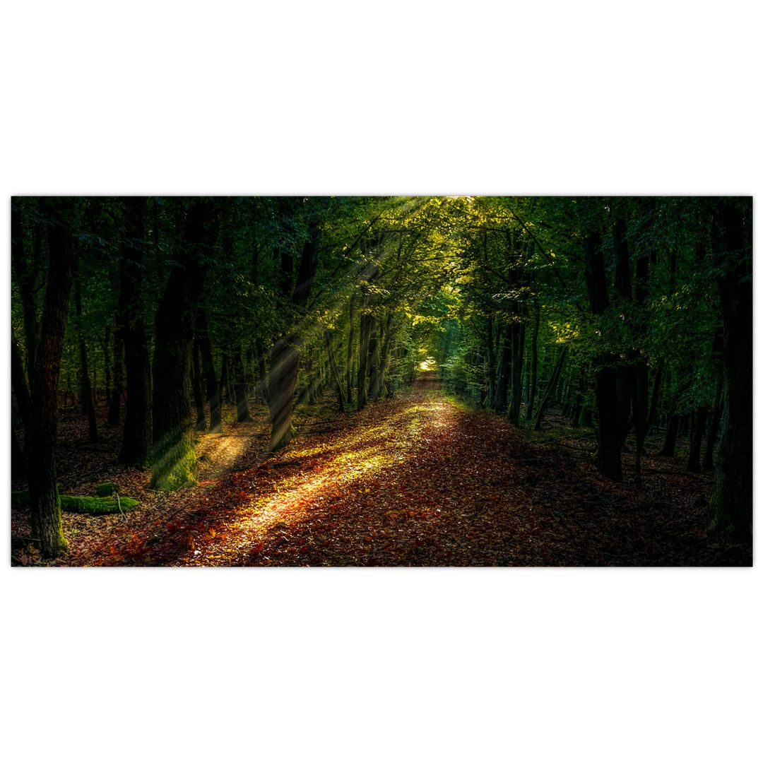 Skleněný obraz lesní cesty (V020253V10050GD)