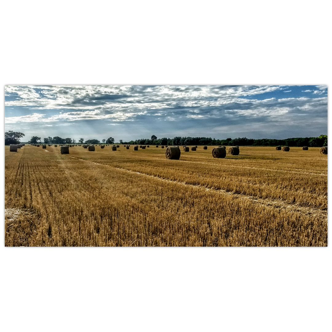 Skleněný obraz sklizeného obilného pole (V020255V10050GD)
