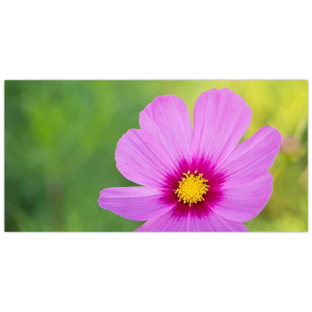 Skleněný obraz - luční květina (V020285V10050GD)