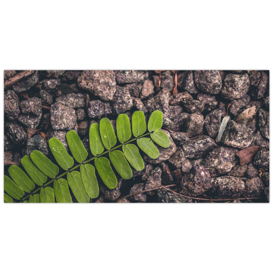 Skleněný obraz zelené rostliny (V020371V10050GD)