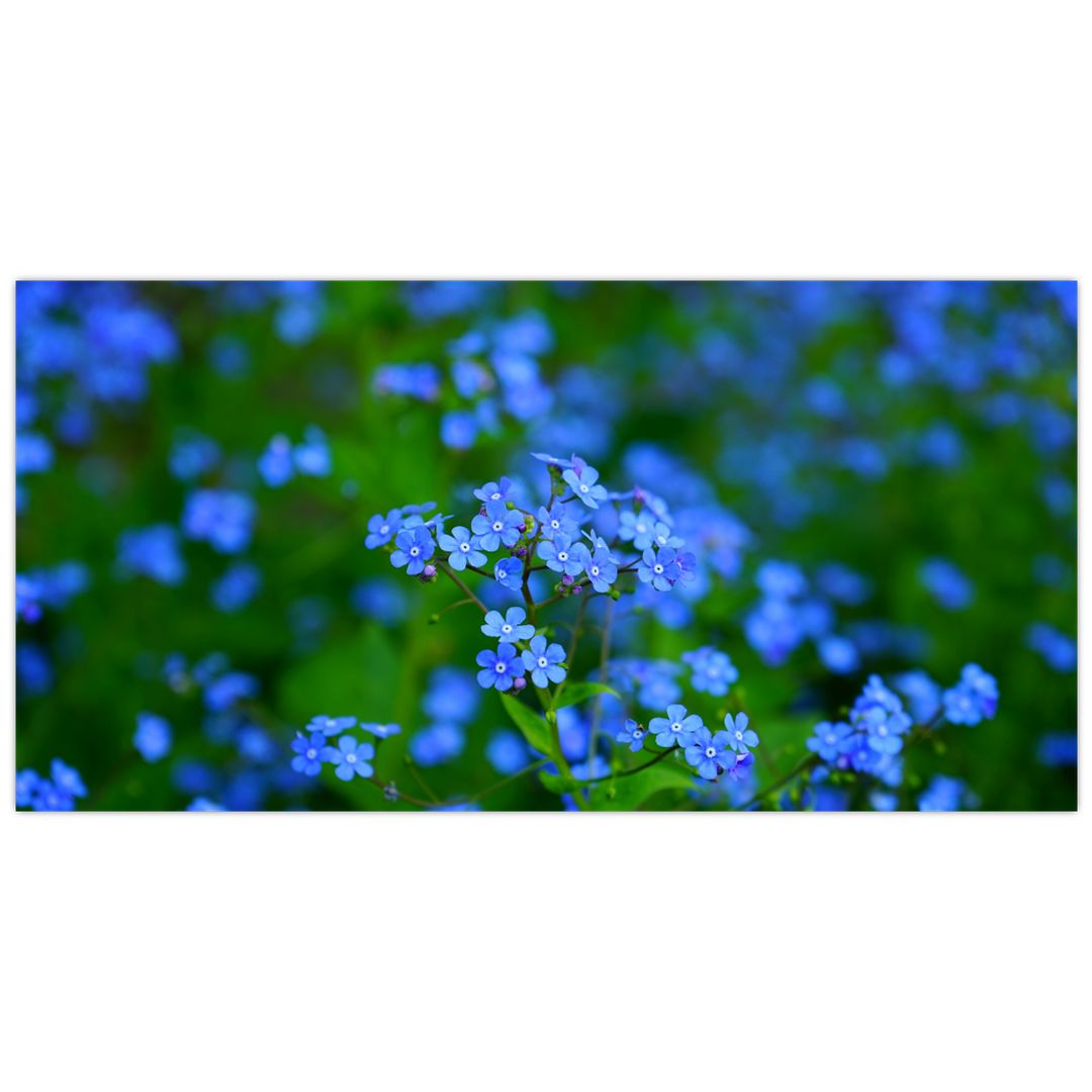 Skleněný obraz modrých květin (V020377V10050GD)