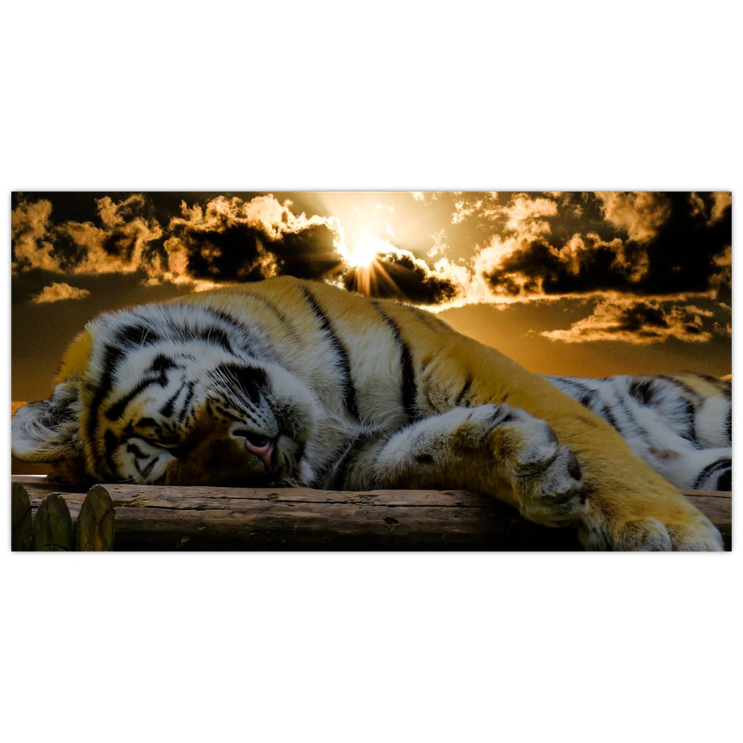 Skleněný obraz spícího tygra (V020408V10050GD)