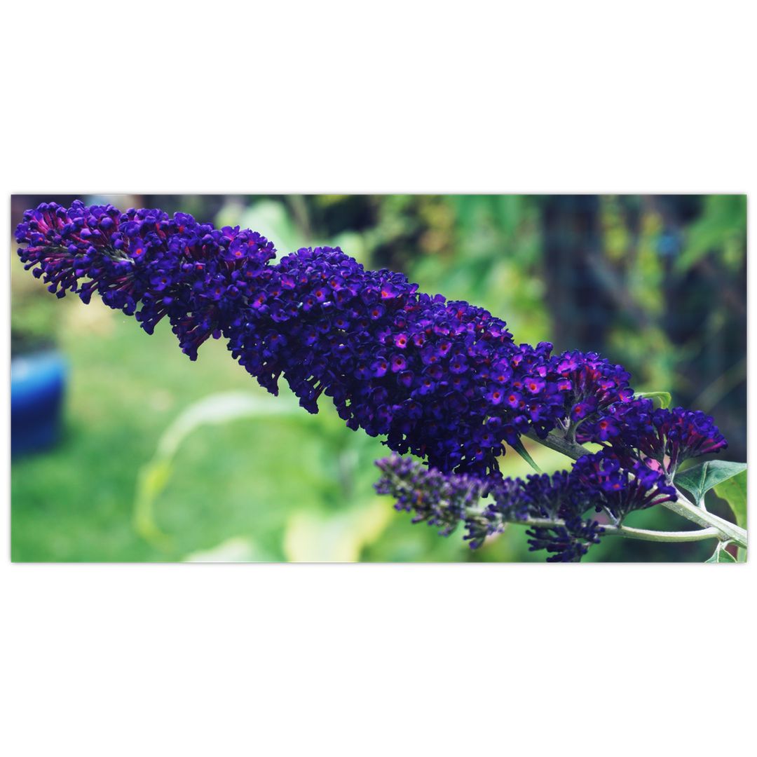 Skleněný obraz modré květiny (V020444V10050GD)