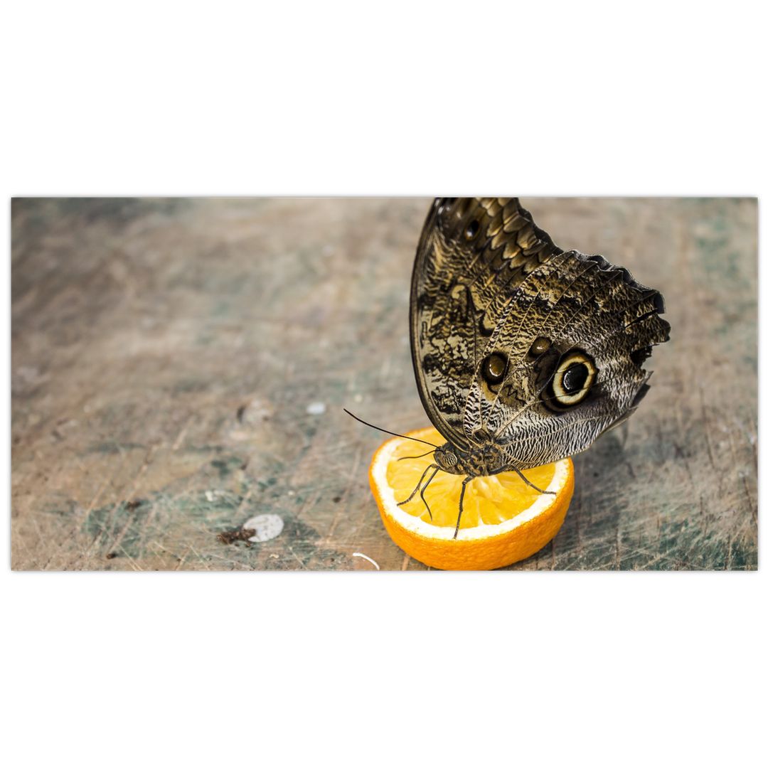 Skleněný obraz motýla (V020454V10050GD)