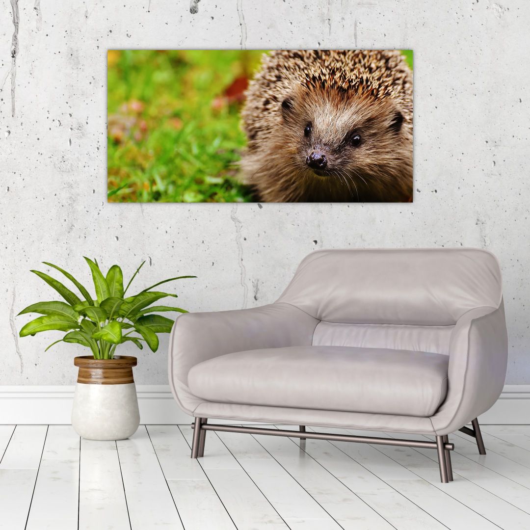 Skleněný obraz ježka (V020459V10050GD)
