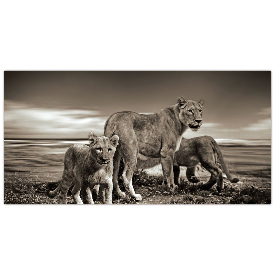 Skleněný obraz černobílých lvů (V020475V10050GD)