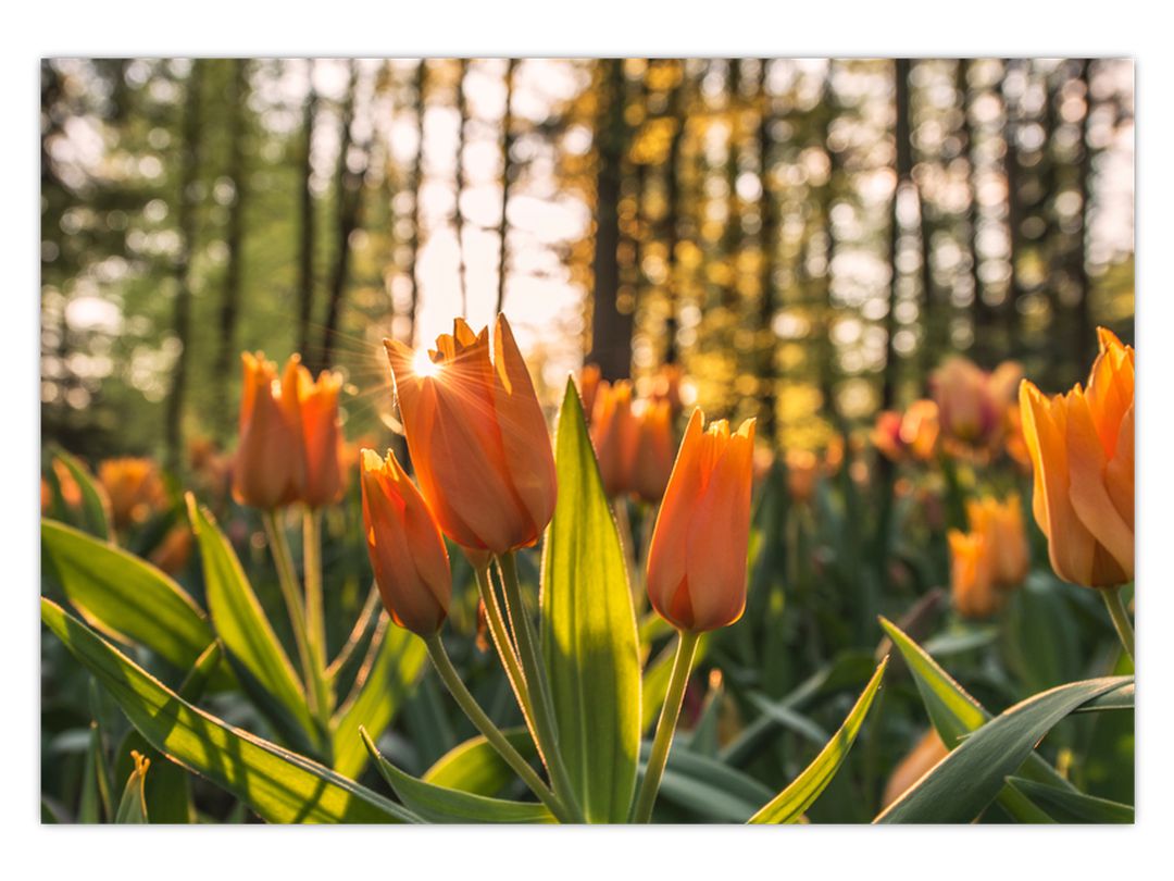 Obraz - oranžové tulipány (V020552V10070)