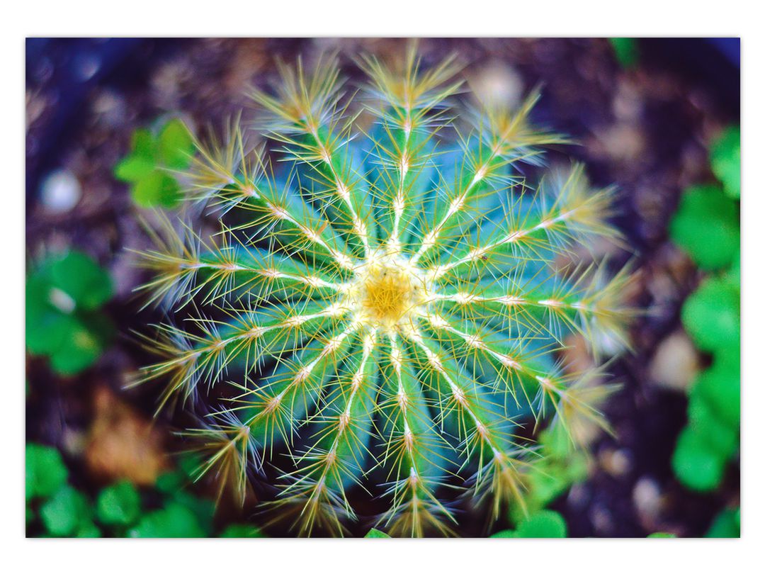 Obraz kaktusu (V020556V10070)