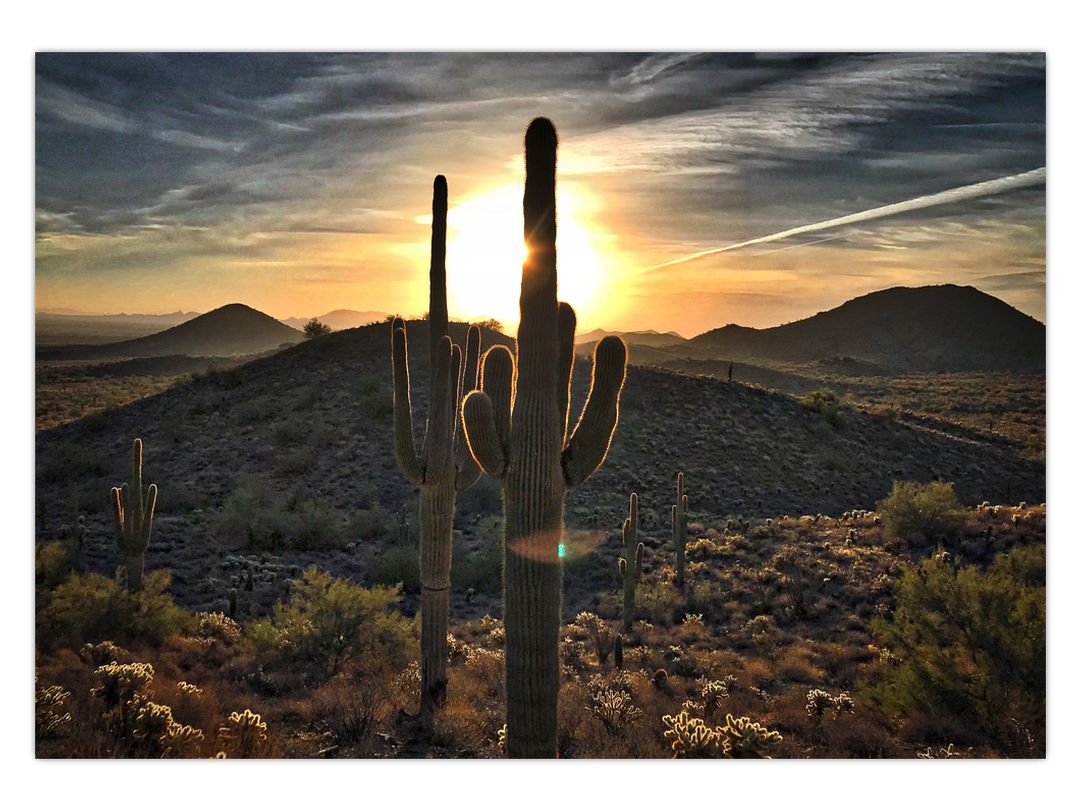 Obraz - kaktusy ve slunci (V020560V10070)