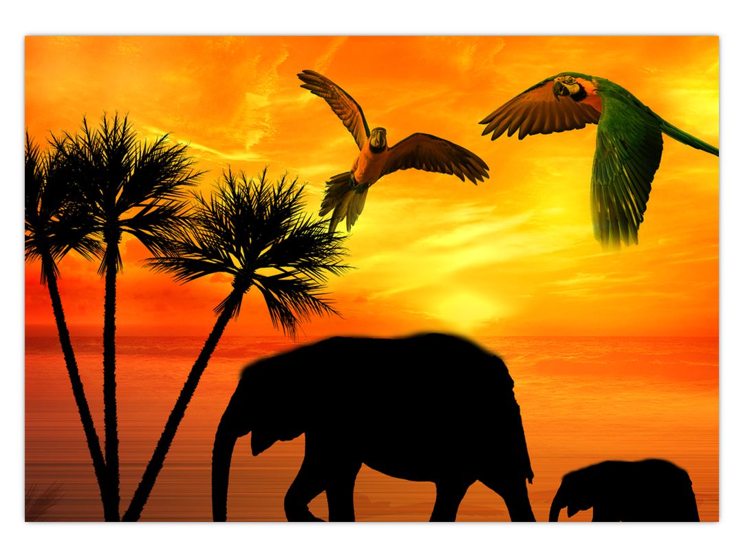 Obraz - papoušci a sloni (V020562V10070)