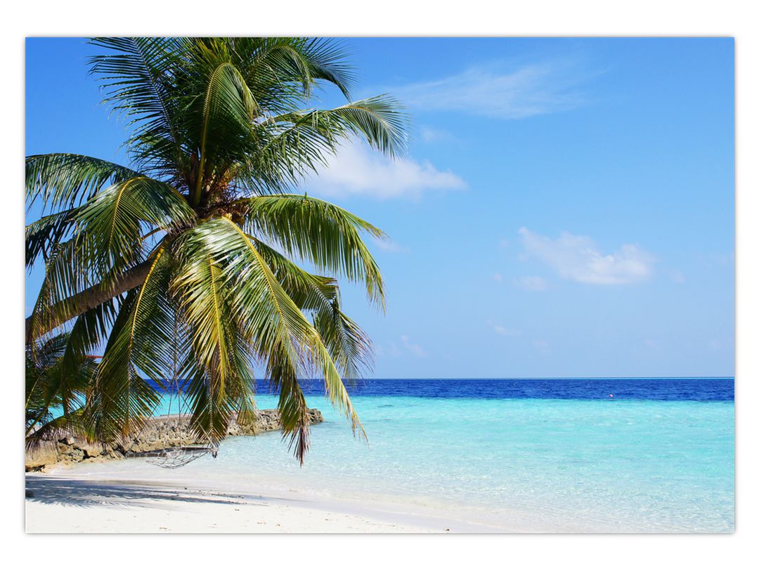 Obraz palmy na pláži (V020612V10070)