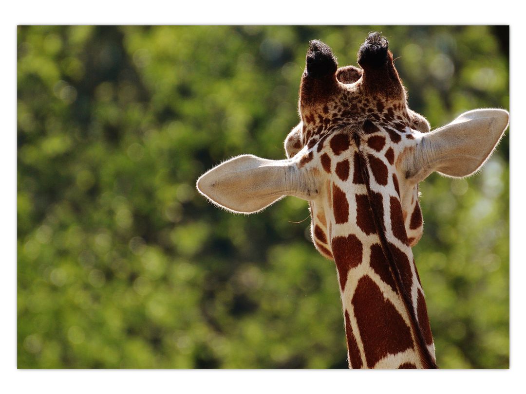Obraz žirafy zezadu (V020638V10070)