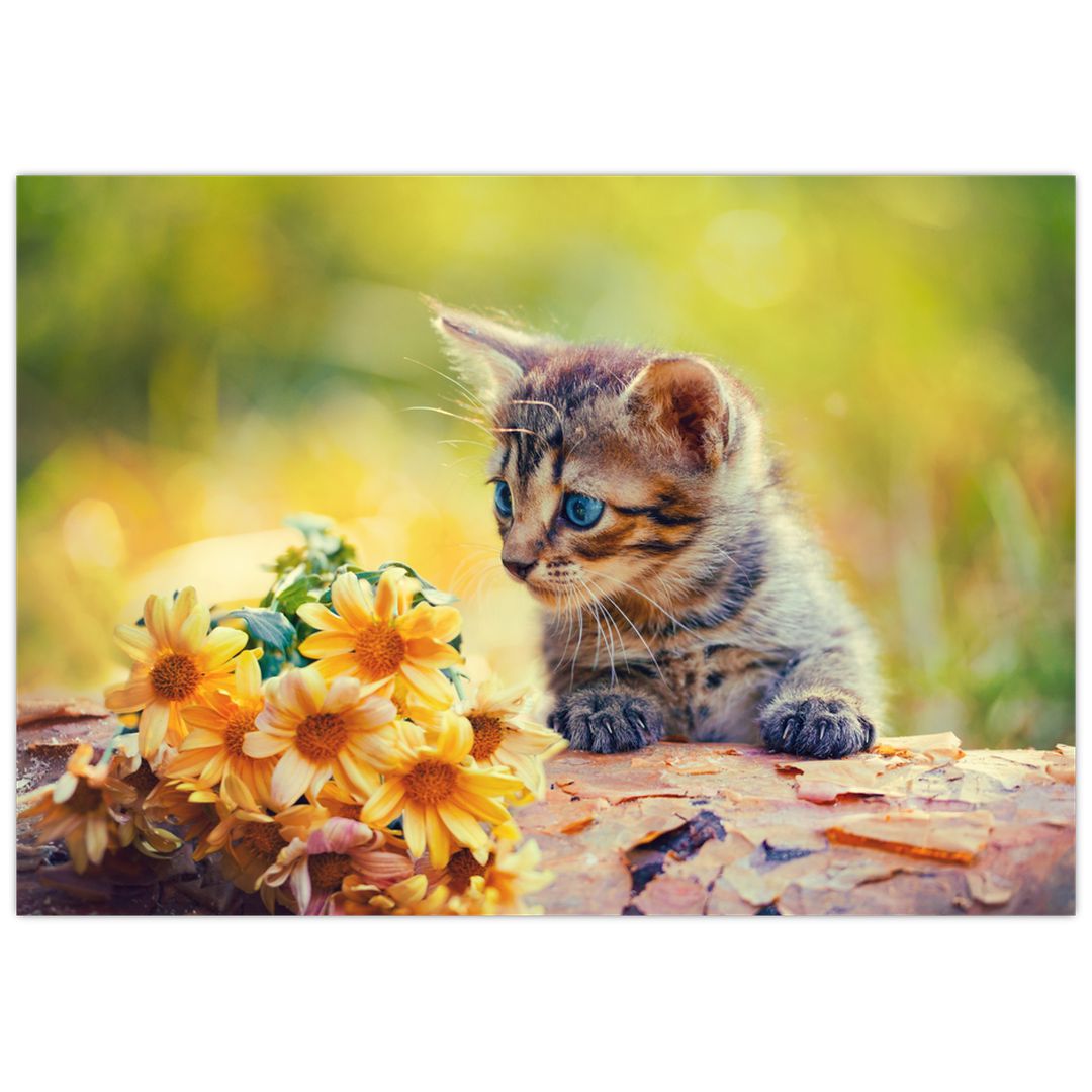 Obraz koťátka dívající se na květinu (V020943V10070)