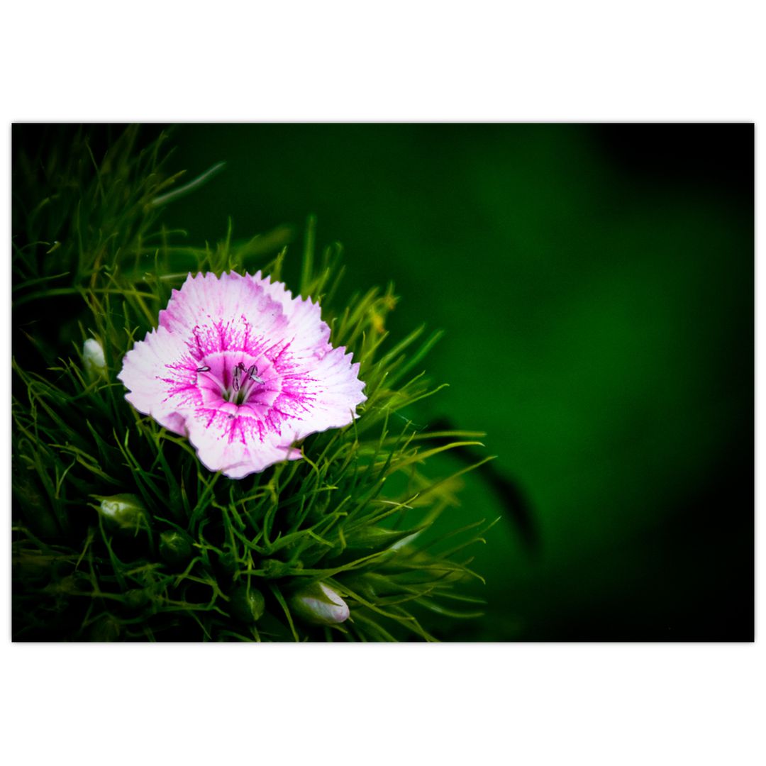 Obraz růžového květu (V020990V10070)