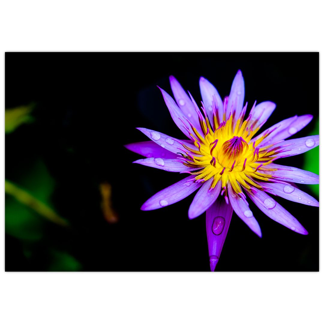 Obraz květiny (V021017V10070)