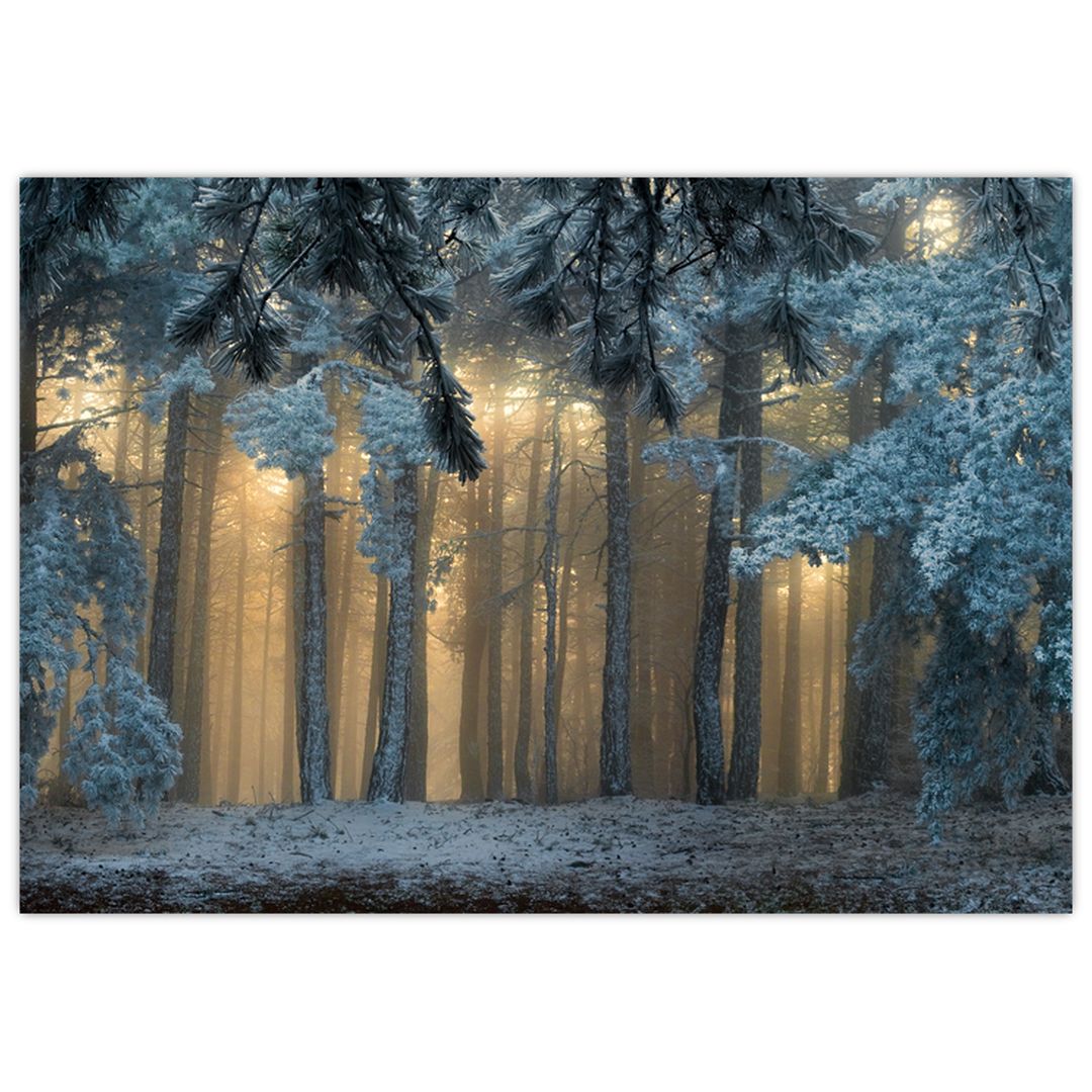 Obraz zasněženého lesa (V022318V10070)