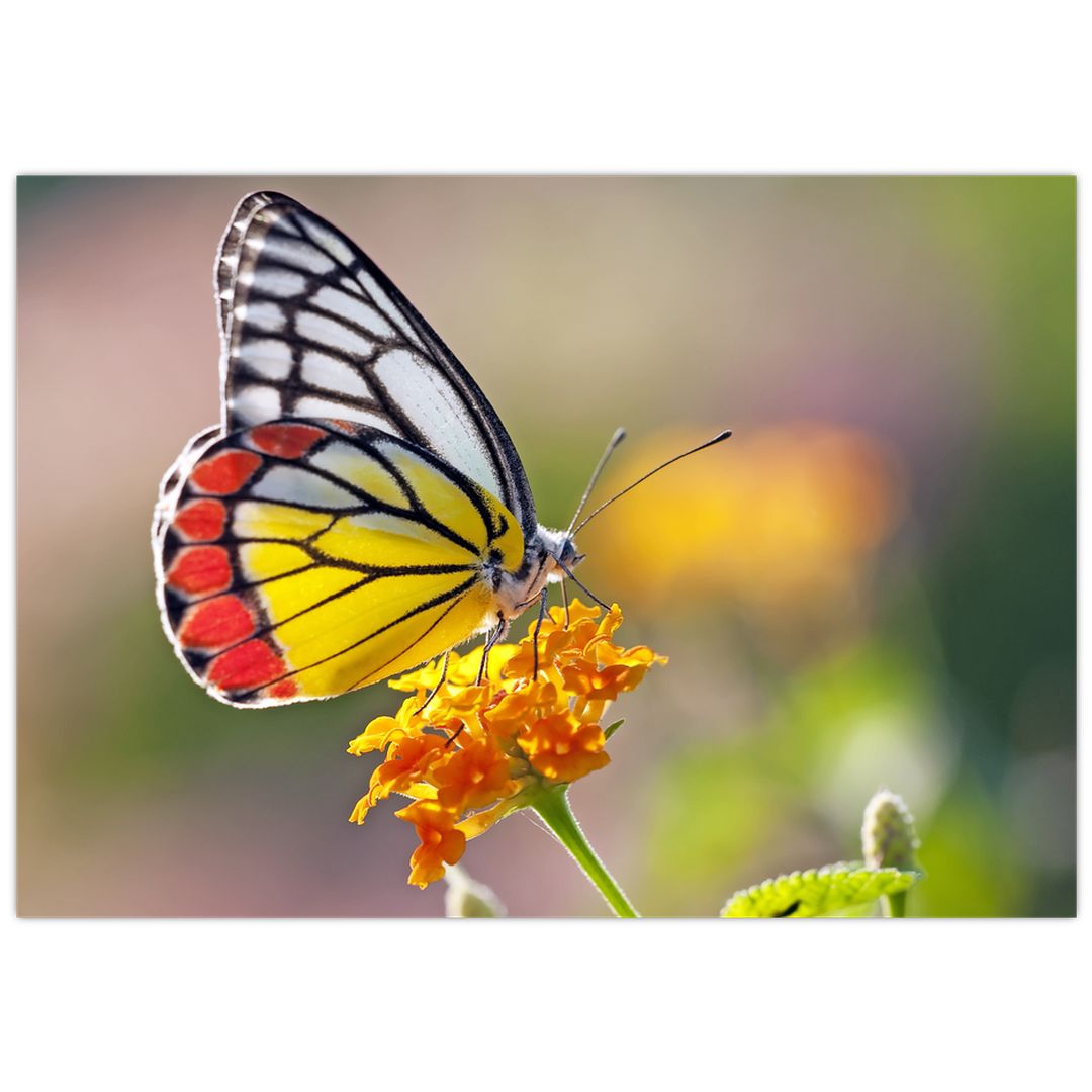 Obraz motýla na květu (V022330V10070)