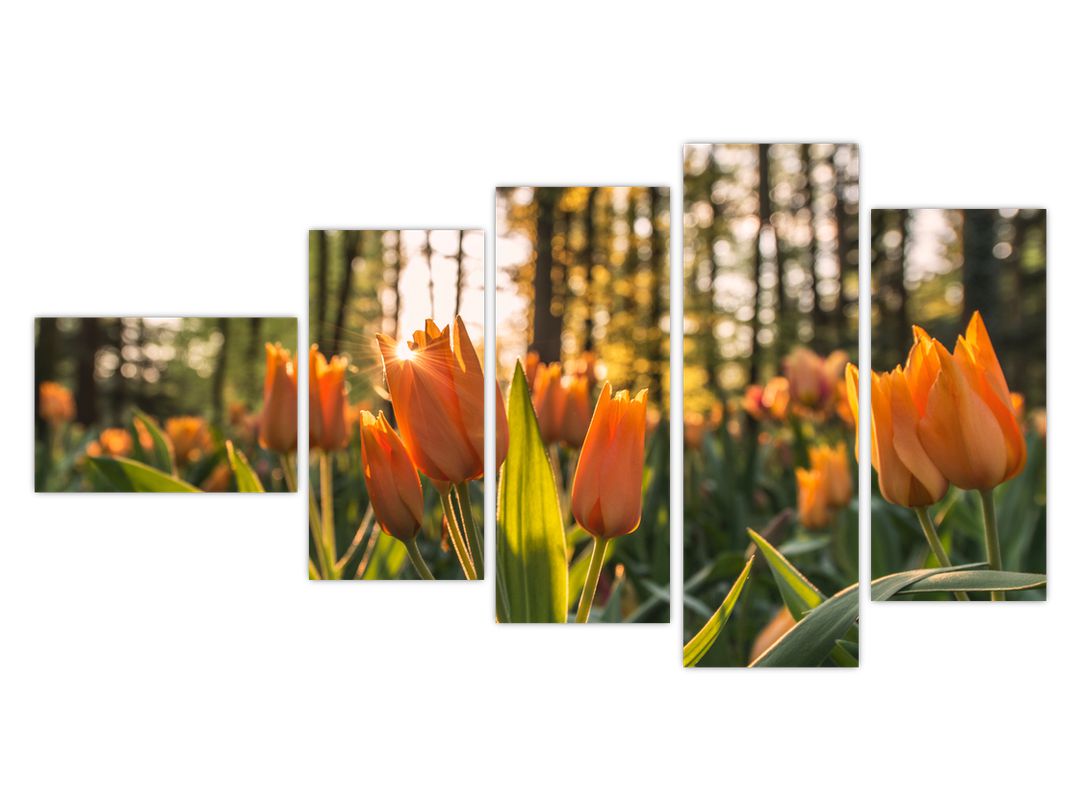 Obraz - oranžové tulipány (V020552V11060)
