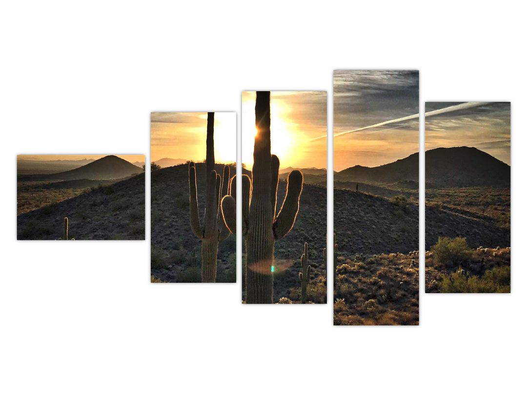Obraz - kaktusy ve slunci (V020560V11060)