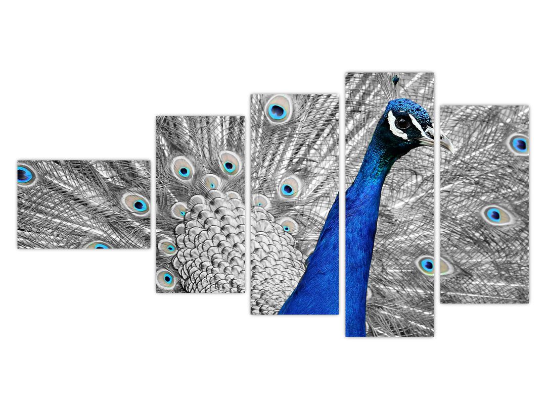 Obraz - modrý páv (V020578V11060)