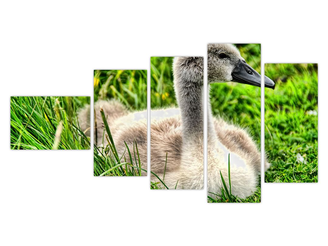 Obraz - malá labuť v trávě (V020585V11060)